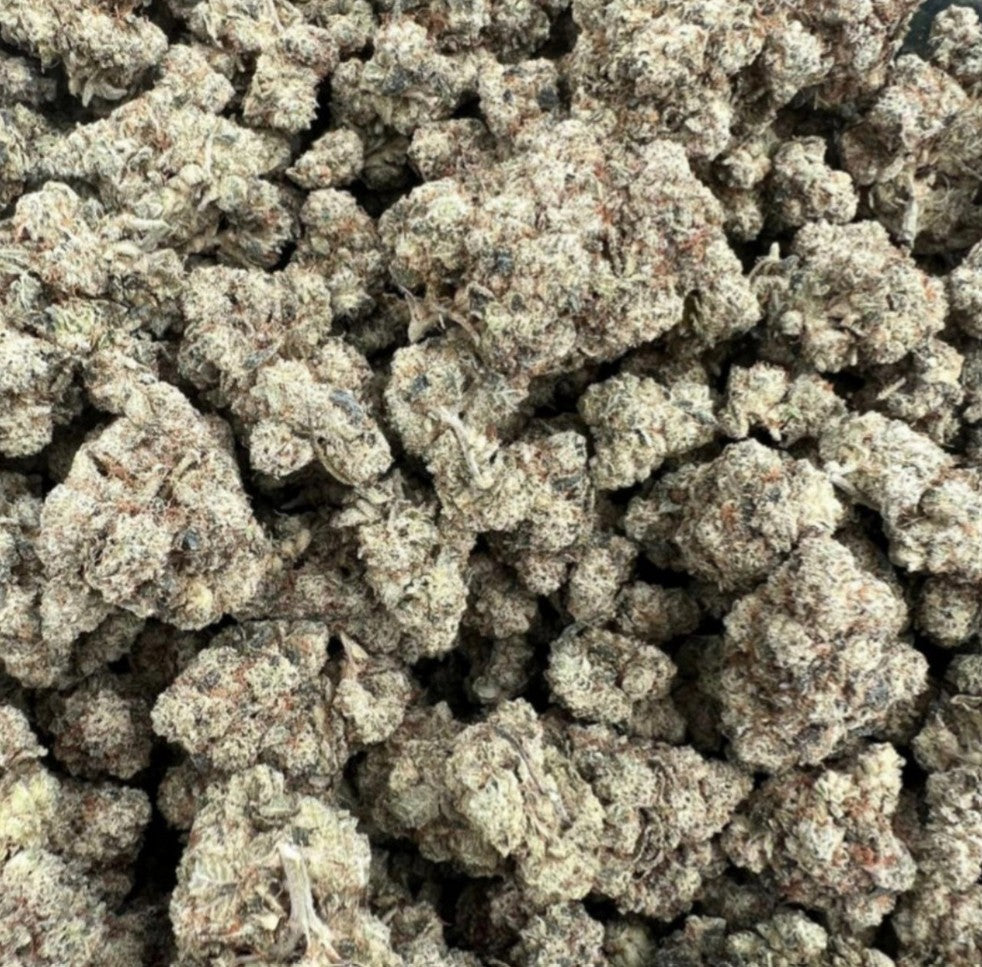 In House Genetics Platinum Gorilla Fem 3St.