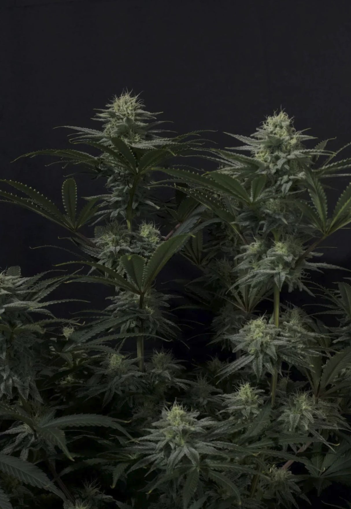 Fast Buds GG4 Sherbet FF Fem 3St.