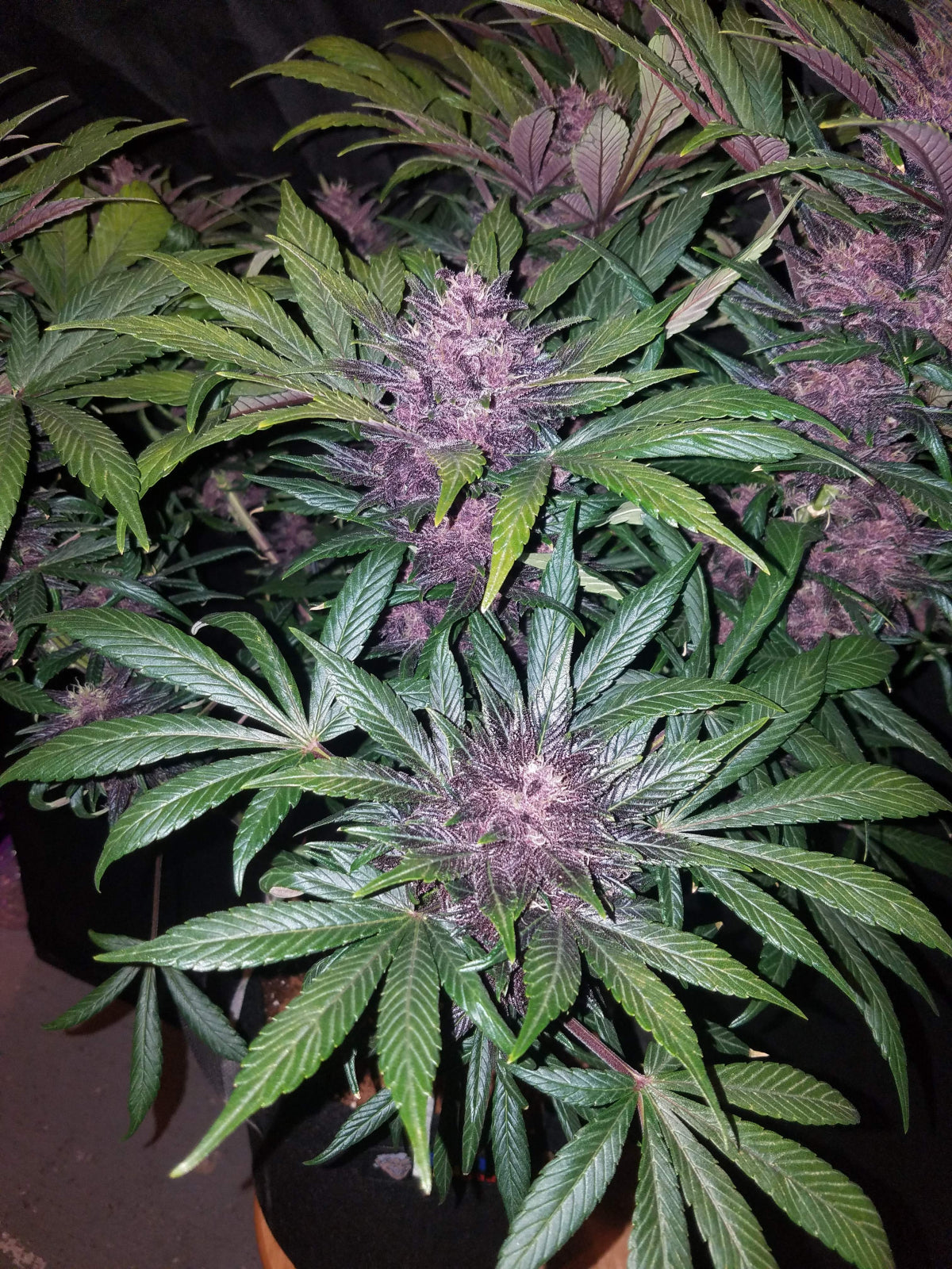 Fast Buds Blackberry Auto Fem 3St.