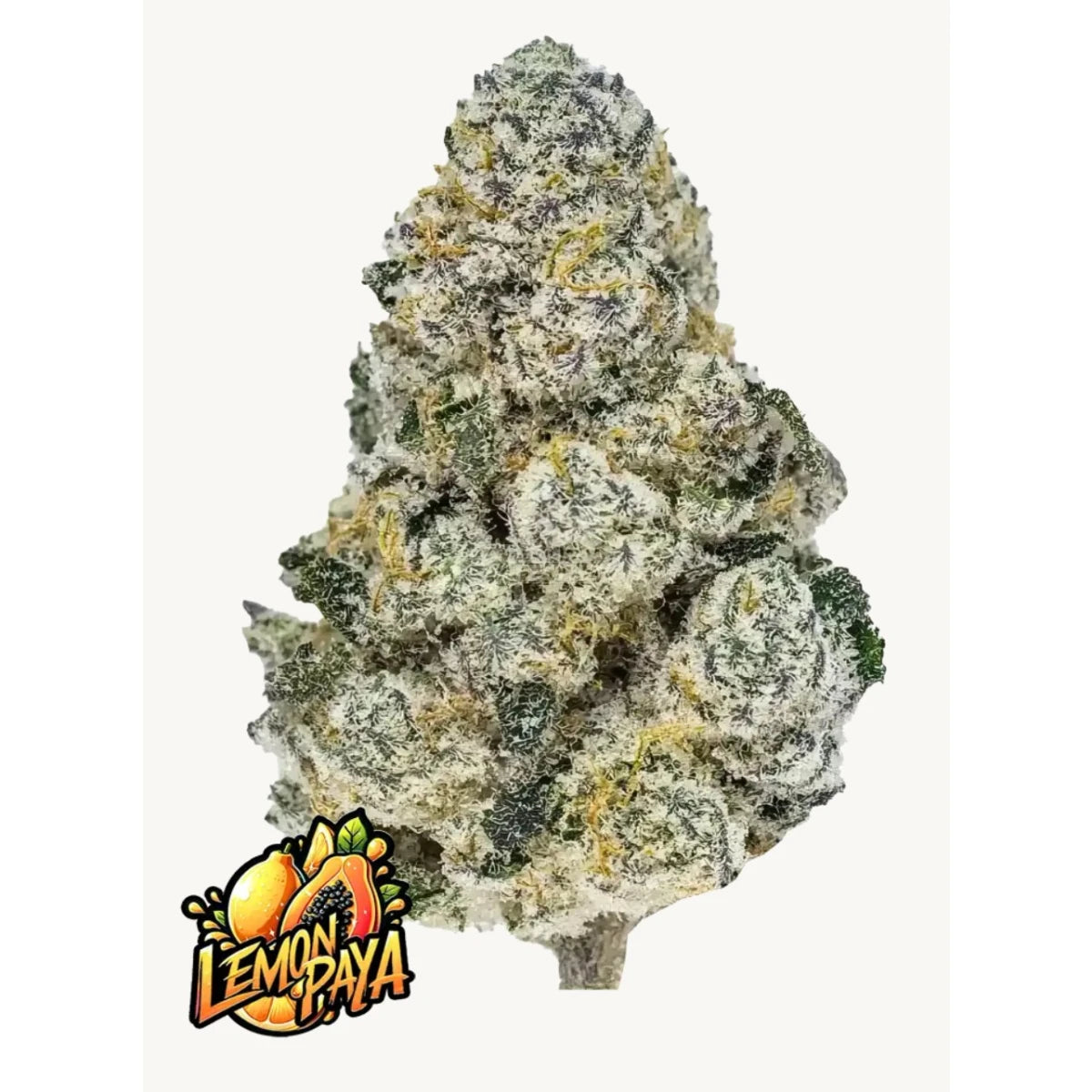 Fast Buds Lemonpaya Fem 3St.