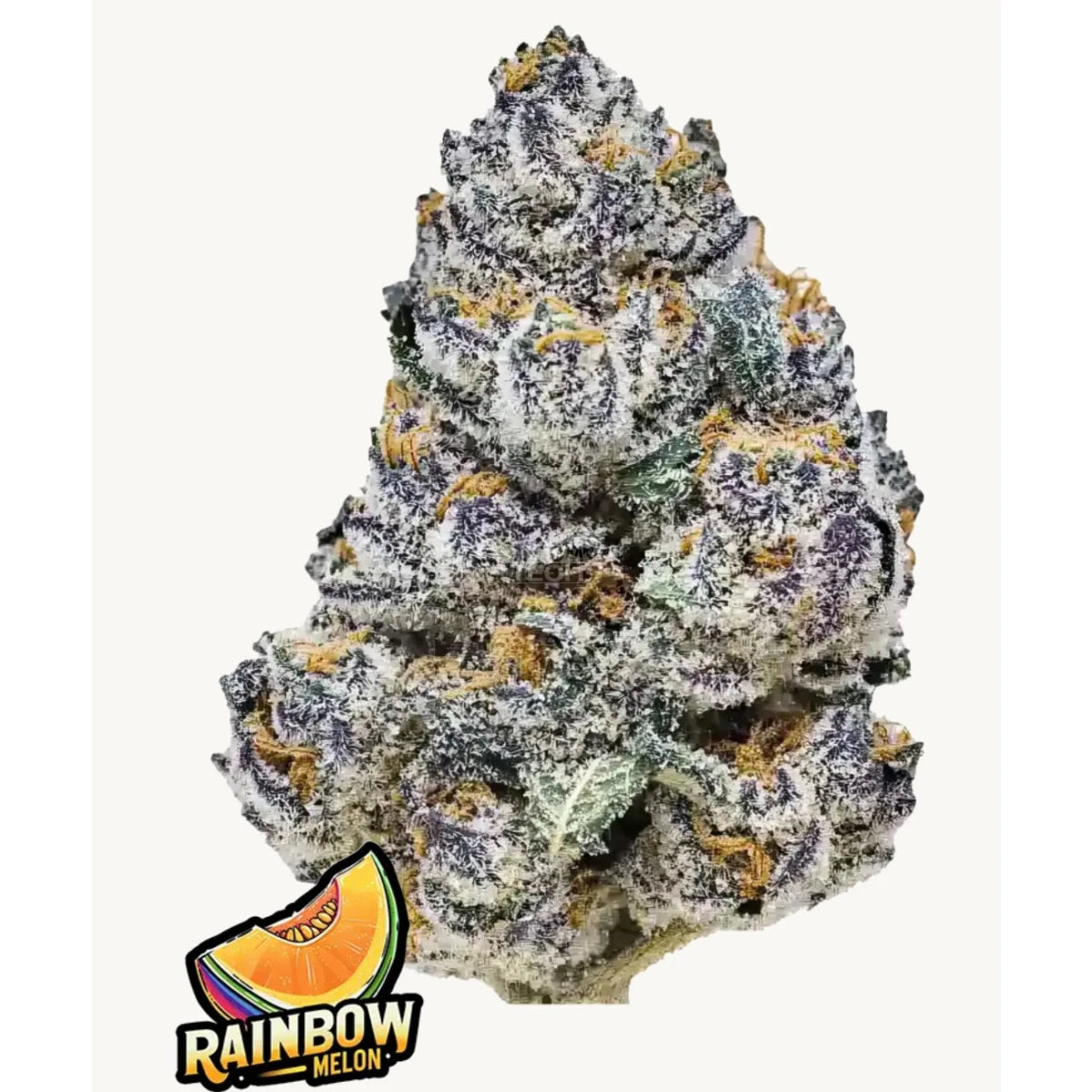 Fast Buds Rainbow Melon Fem 3St.