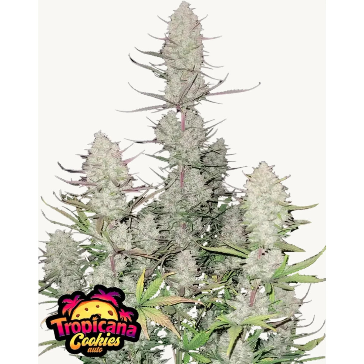 Fast Buds Tropicana Cookies Auto Fem 3St.