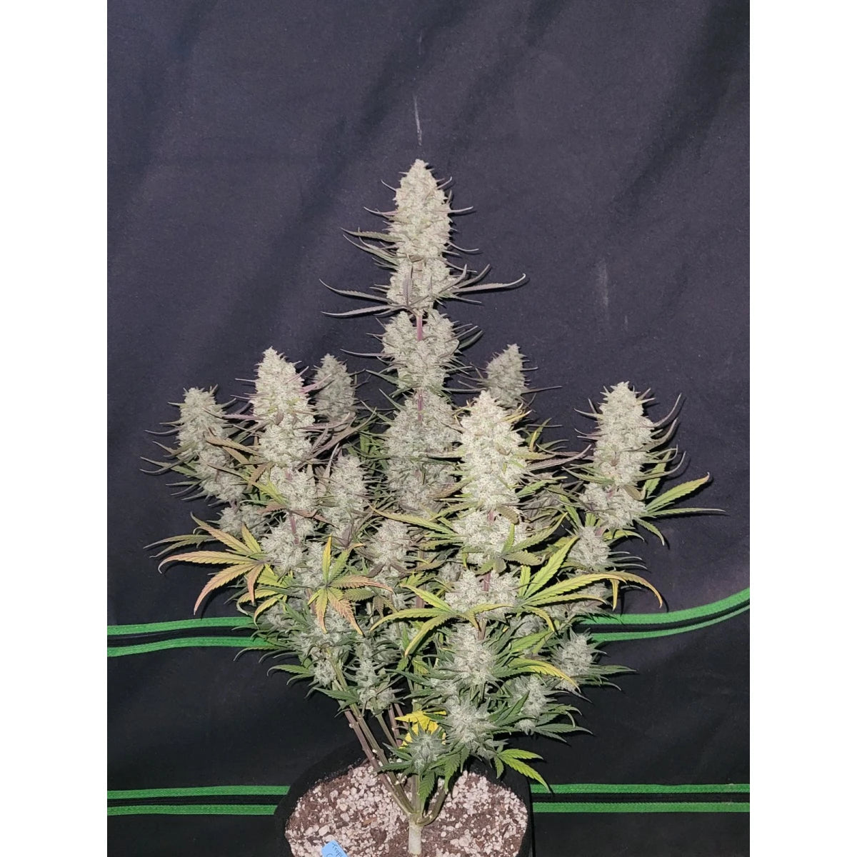 Fast Buds Tropicana Cookies Auto Fem 3St.