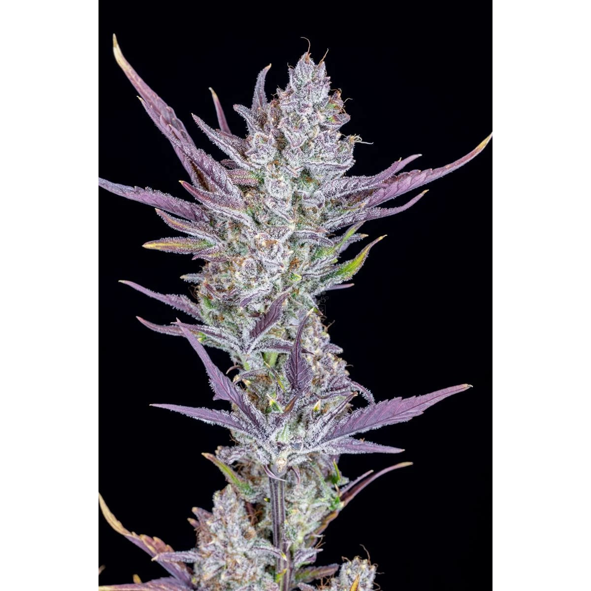 Fast Buds Wedding Glue Auto Fem 3St.