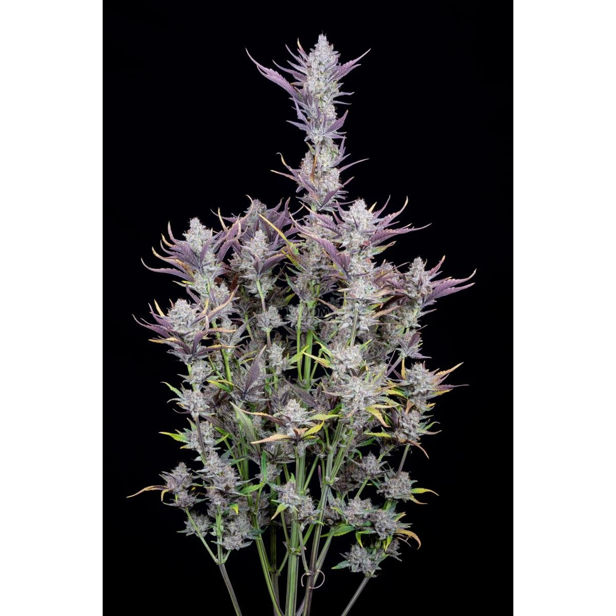 Fast Buds Wedding Glue Auto Fem 3St.