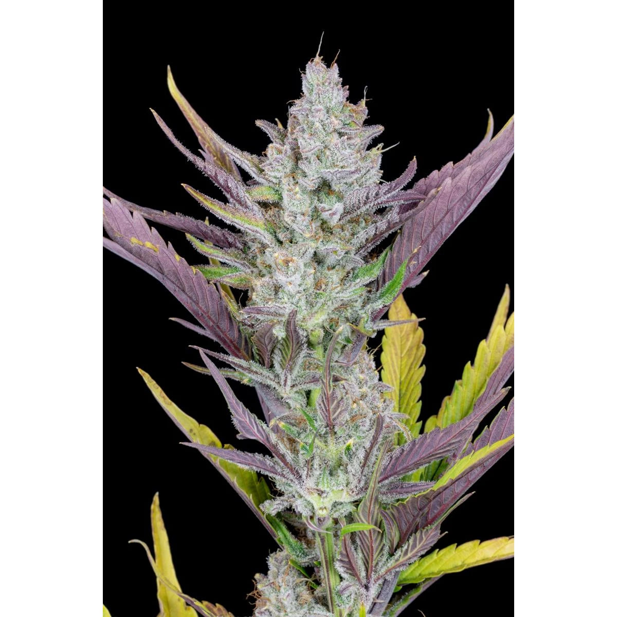 Fast Buds Wedding Glue Auto Fem 3St.