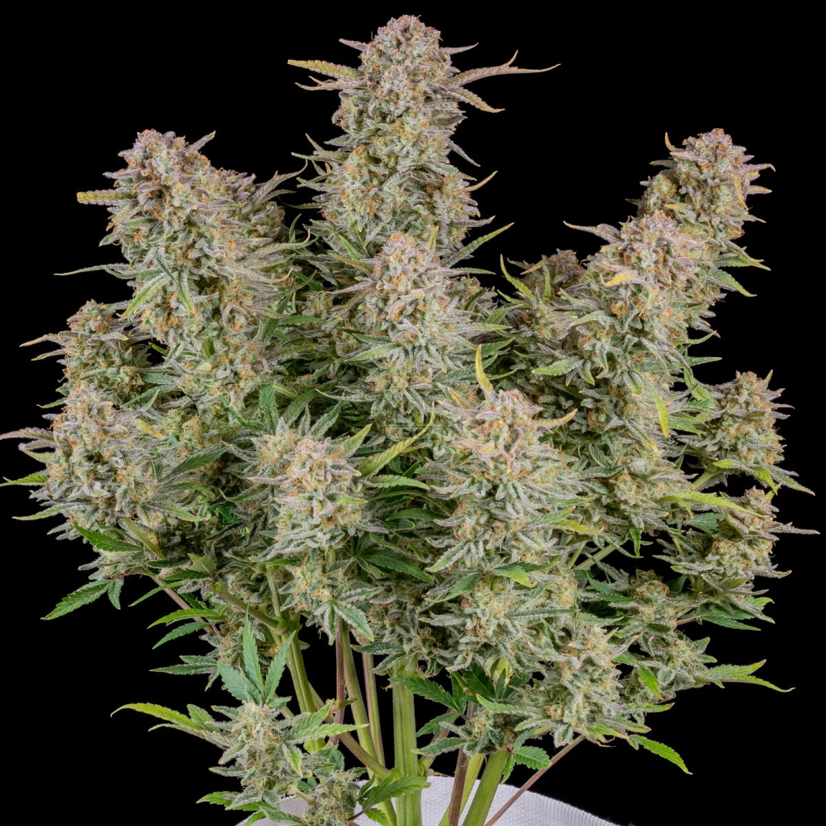 Fast Buds Bruce Banner Auto Fem. 3St.