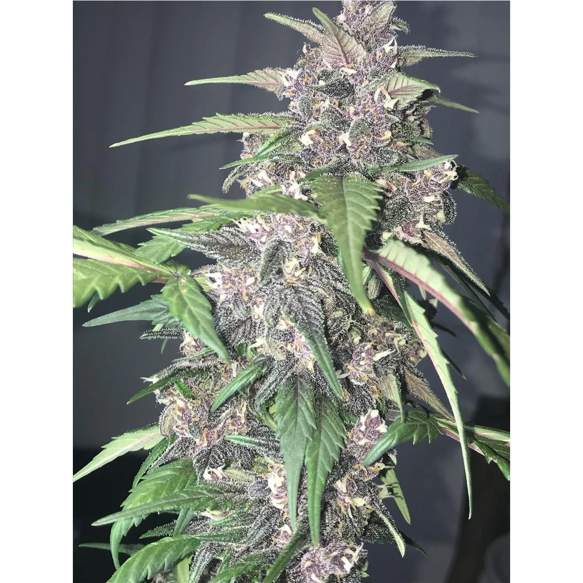 Fast Buds LSD-25 Auto Fem. 3St.
