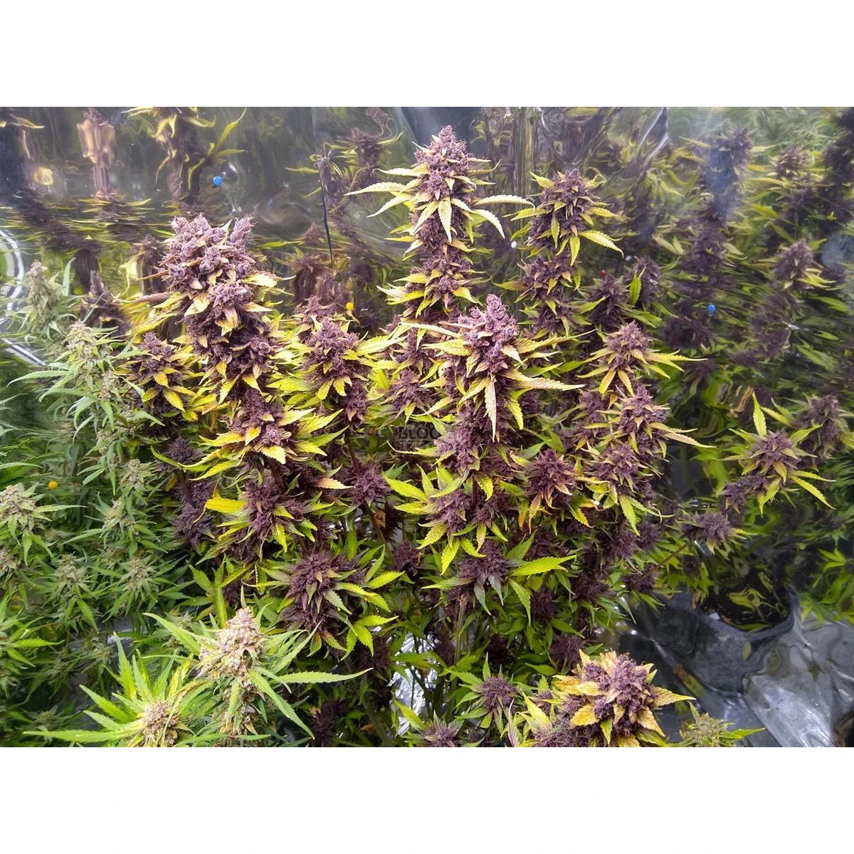 Fast Buds LSD-25 Auto Fem. 3St.