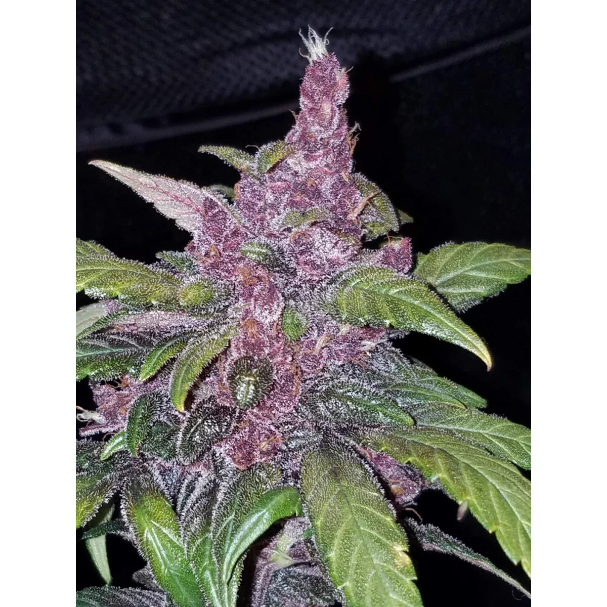 Fast Buds LSD-25 Auto Fem. 3St.