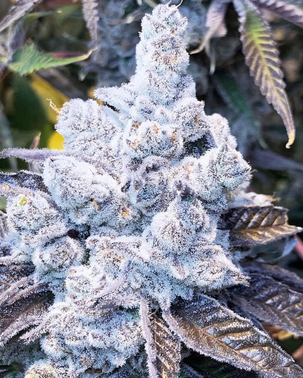 In House Genetics Slurricane #7 S1 Fem 3St.