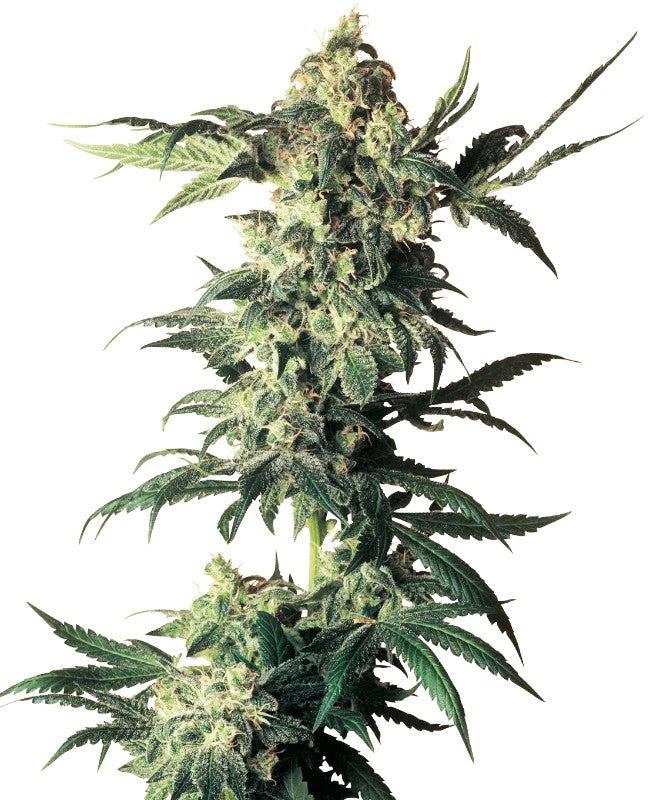 Sensi Seeds Northern Lights Reg. 10St.