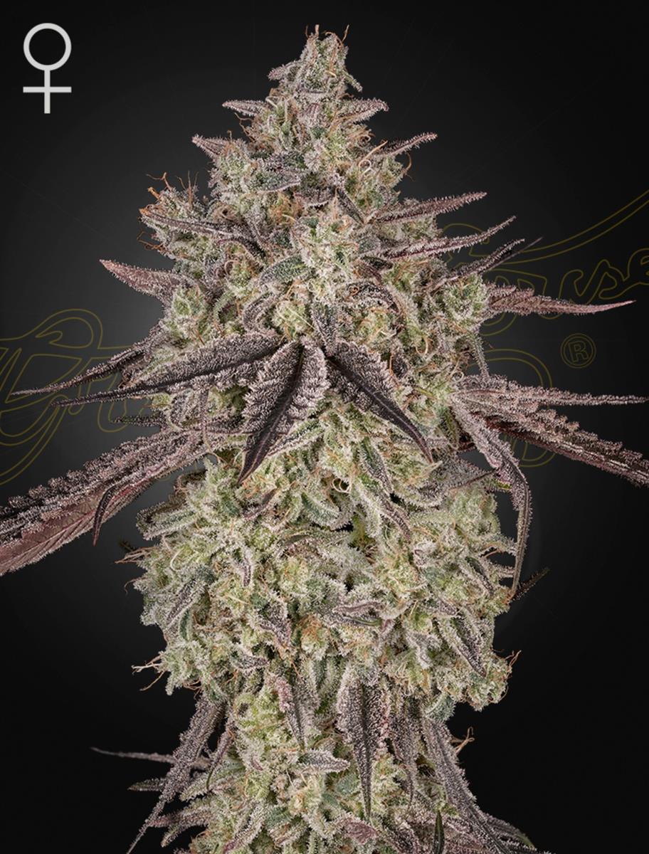 Green House Seed Co. Skywalker Auto Fem 3St.