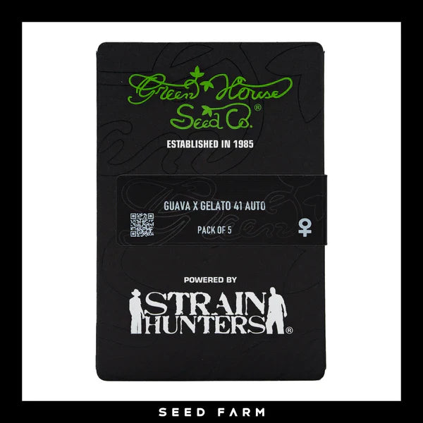 Nahaufnahme einer Cannabispflanze mit dichten, frostigen Knospen und dunkelvioletten Blättern. Der Hintergrund ist schwarz mit einem schwachen Wasserzeichendesign und einem kleinen grünen weiblichen Symbol in der oberen linken Ecke. Diese exotische Automatic-Sorte, bekannt als Green House Seed - Guava x Gelato 41 - Automatics von Green House Seeds, hat ein fruchtiges Aroma.