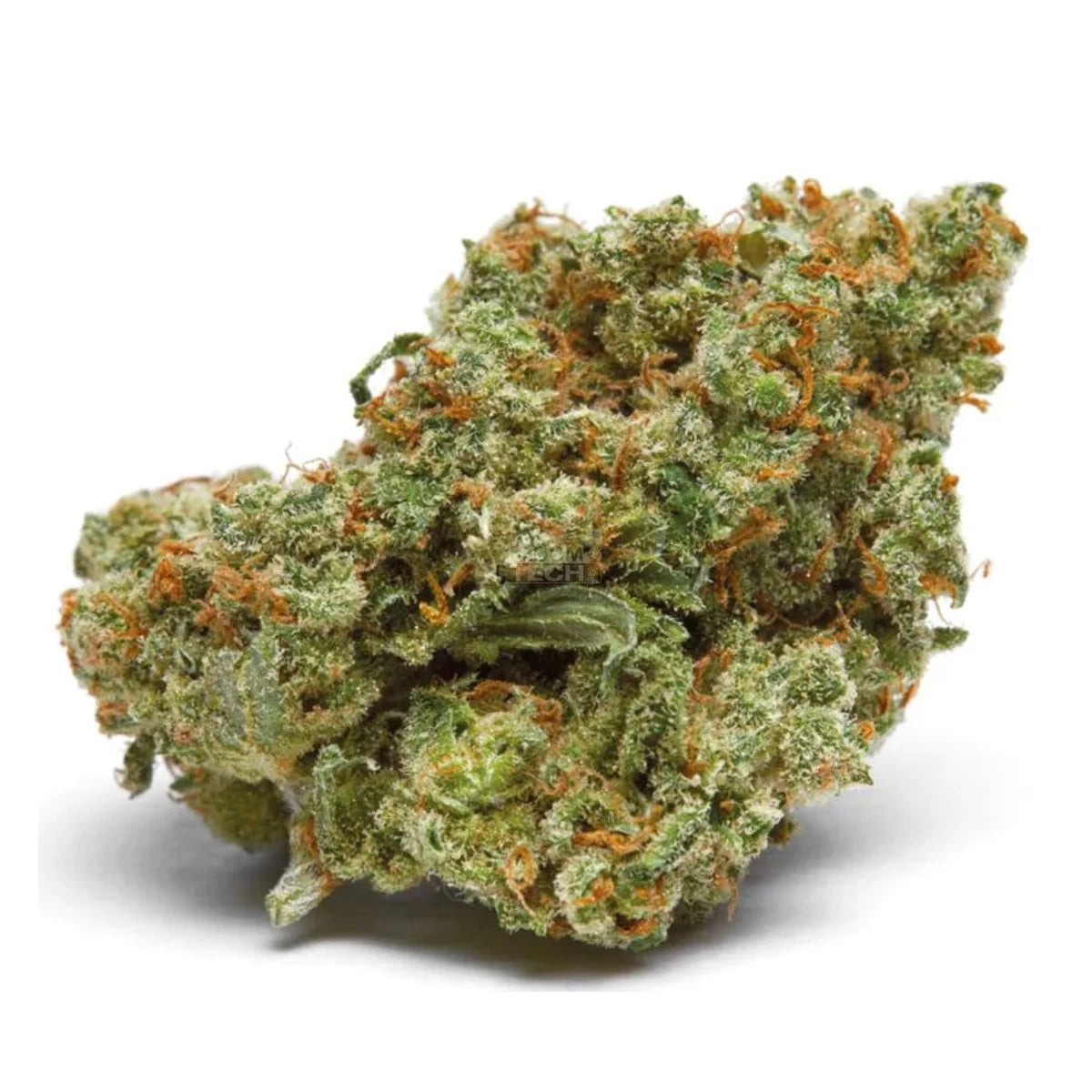 Growers Choice The Real Amnesia Auto Fem 3St.