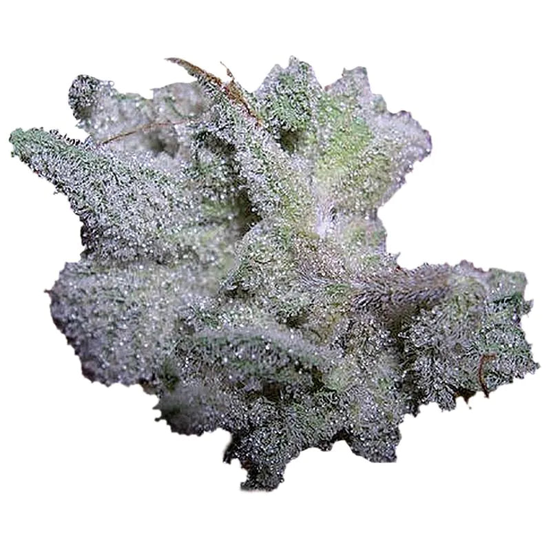 Growers Choice BrainDamage Auto 3+1 Seeds