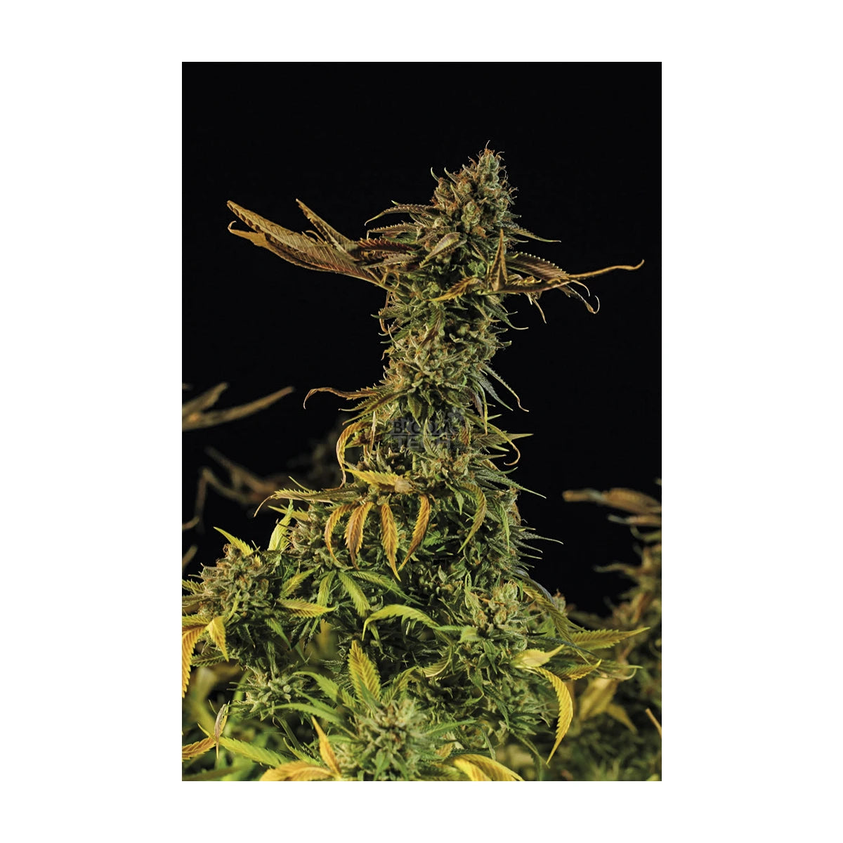 Humboldt Seeds Blueberry Headband Fem 3St.