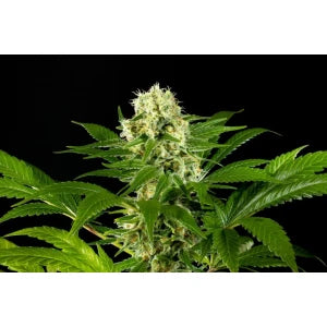 Kannabia Amnesi-K Haze Fem. 3St.