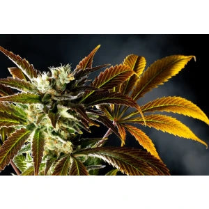 Kannabia Amnesi-K Haze Fem. 3St.