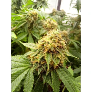 Kannabia Amnesi-K Lemon Fem. 3St.