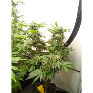 Kannabia Amnesi-K Lemon Fem. 3St.