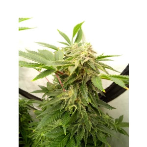 Kannabia Amnesi-K Lemon Fem. 3St.