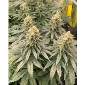 Kannabia Amnesi-K Lemon Fem. 3St.