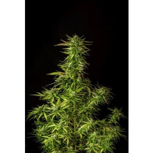 Kannabia Do si Dos Auto Fem. 3St.