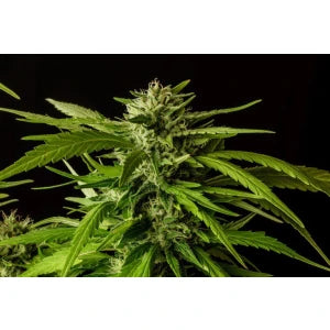 Kannabia Do si Dos Auto Fem. 3St.