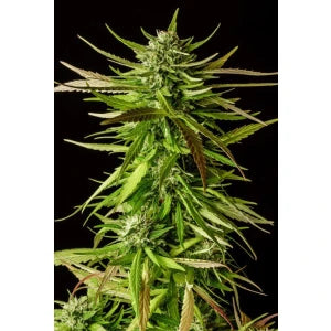 Kannabia Do si Dos Auto Fem. 3St.