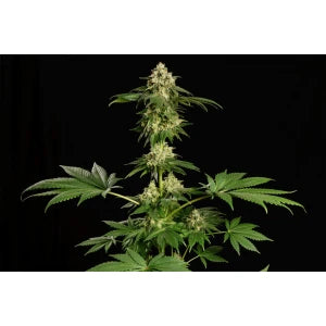 Kannabia Dream Sherbet Auto Fem. 3St.