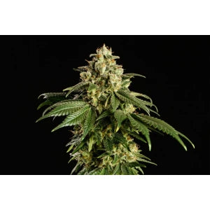 Kannabia Dream Sherbet Auto Fem. 3St.