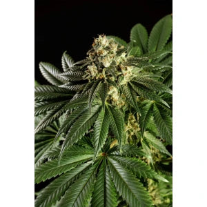 Kannabia Dream Sherbet Auto Fem. 3St.