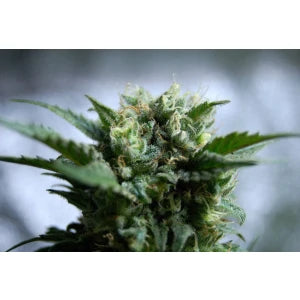 Kannabia Gnomo Auto Fem. 3St.