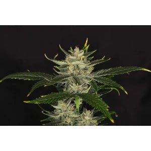 Kannabia Gorilla King Auto Fem. 3St.