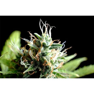 Kannabia Kickass Auto Fem. 3St.