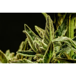 Kannabia Kritic Auto Fem. 3St.