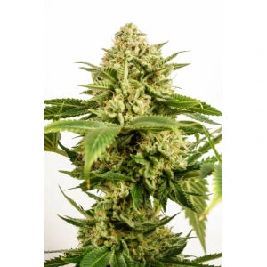 Kannabia Monkey Grease Fem. 3St.