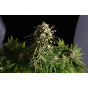 Kannabia Pure Skunk Go Fast Fem. 3St.