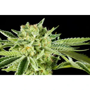 Kannabia Rainbow Sherbet Nr11 Fem. 3St.