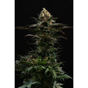 Kannabia Sativa Dream Fem. 3St.