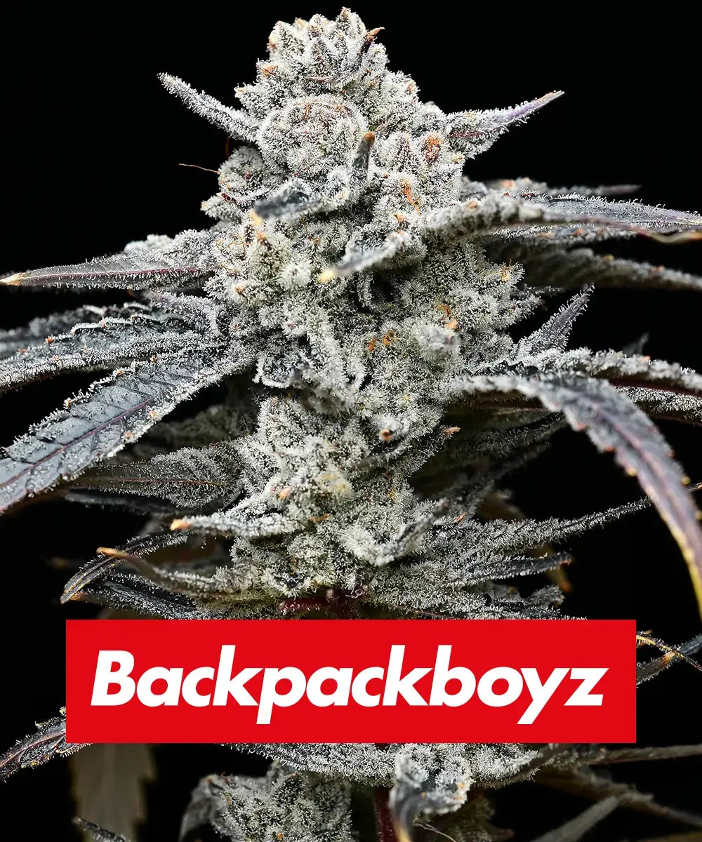 Barneys Farm Lemon Cherry Gelato Fem 3St.