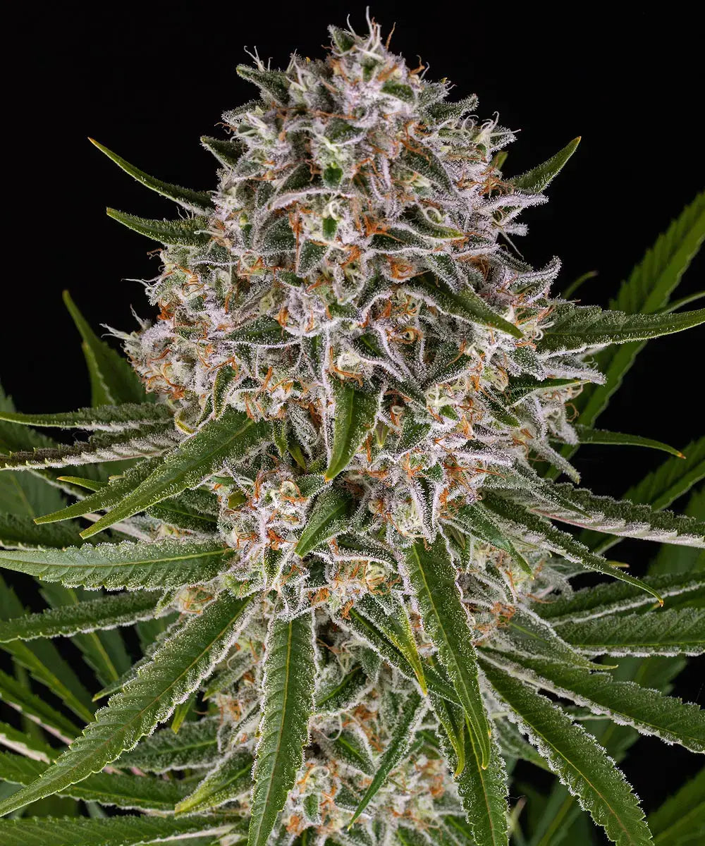 Barneys Farm Lemon Haze Auto Fem 3St.