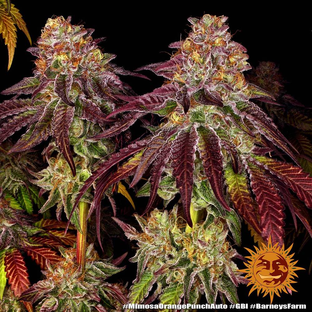 Eine Nahaufnahme einer Cannabispflanze von Barney's Farm - Mimosa x Orange Punch Automatics vor einem dunklen Hintergrund mit Sunburst-Logos. Die Pflanze weist eine dichte Ansammlung von Knospen auf, die mit grünen, roten und violetten Blättern geschmückt sind, die alle mit Trichomen bedeckt sind. Das Logo in der unteren rechten Ecke zeigt eine stilisierte Sonne mit einem Gesicht.