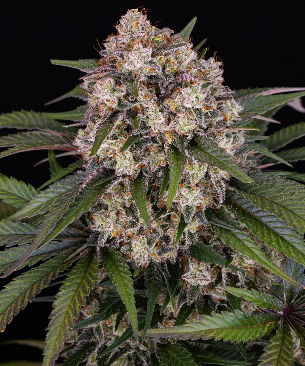 Barneys Farm OG Kush Auto Fem 3St.