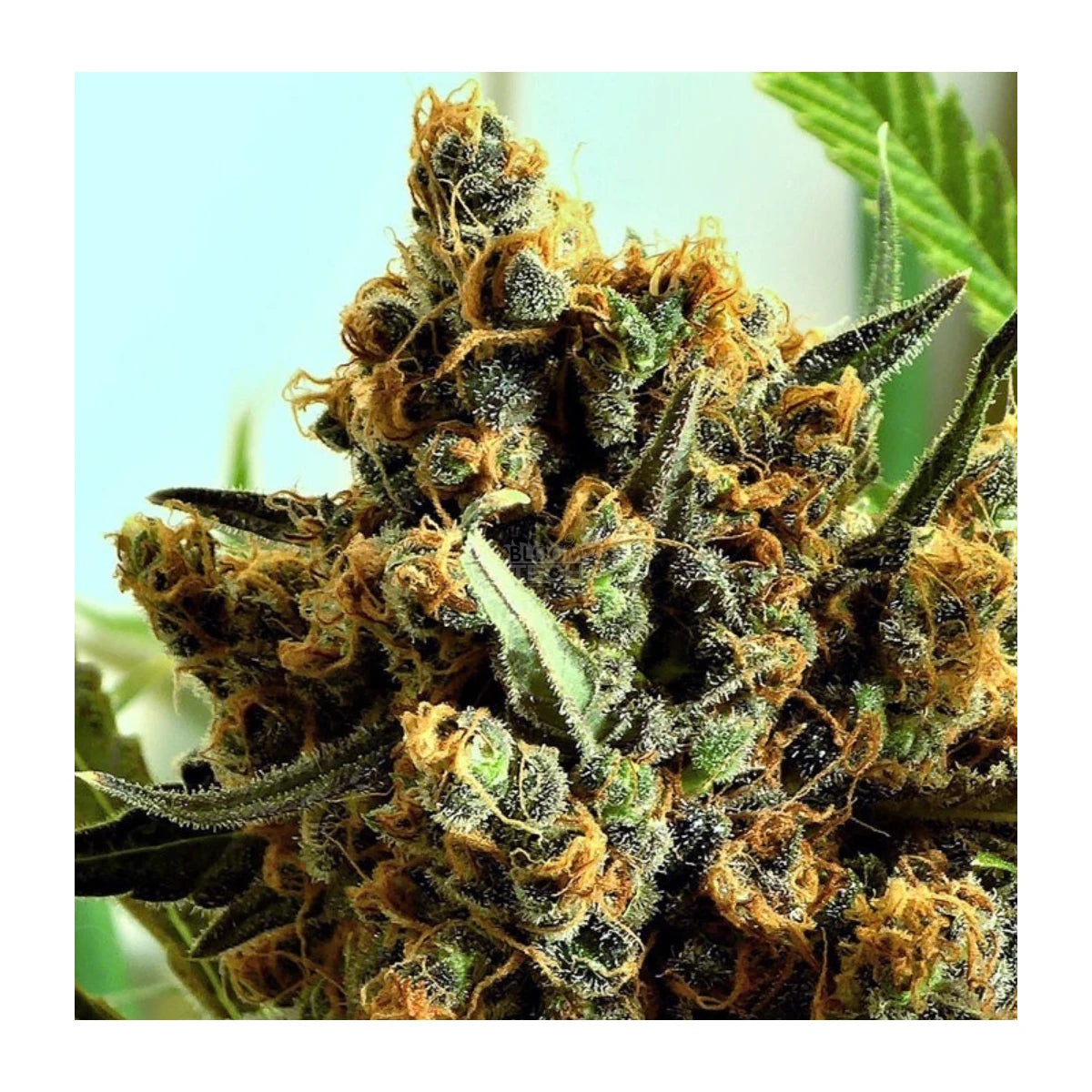 Ripper Seeds Criminal + Fem 3St.