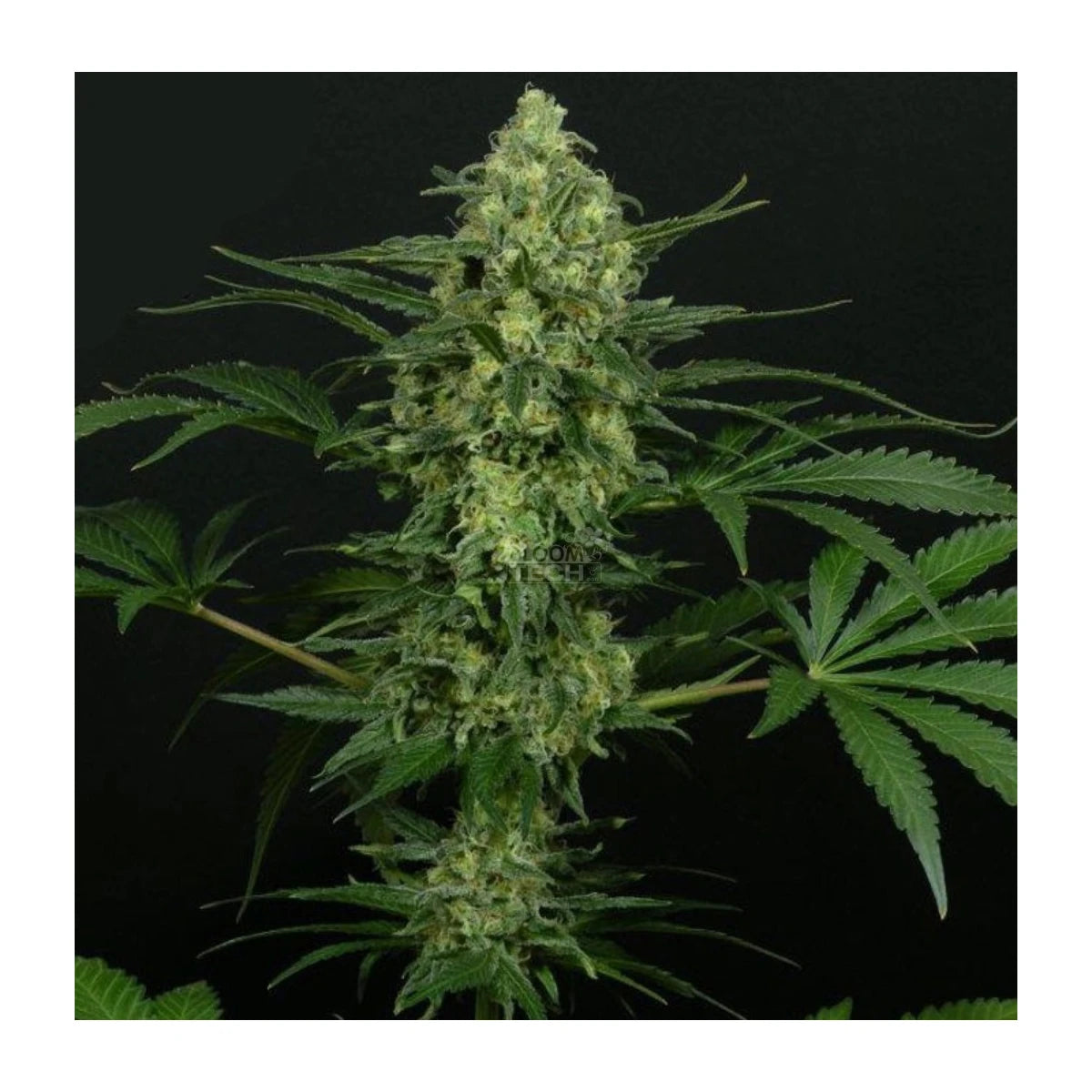 Ripper Seeds Criminal + Fem 3St.