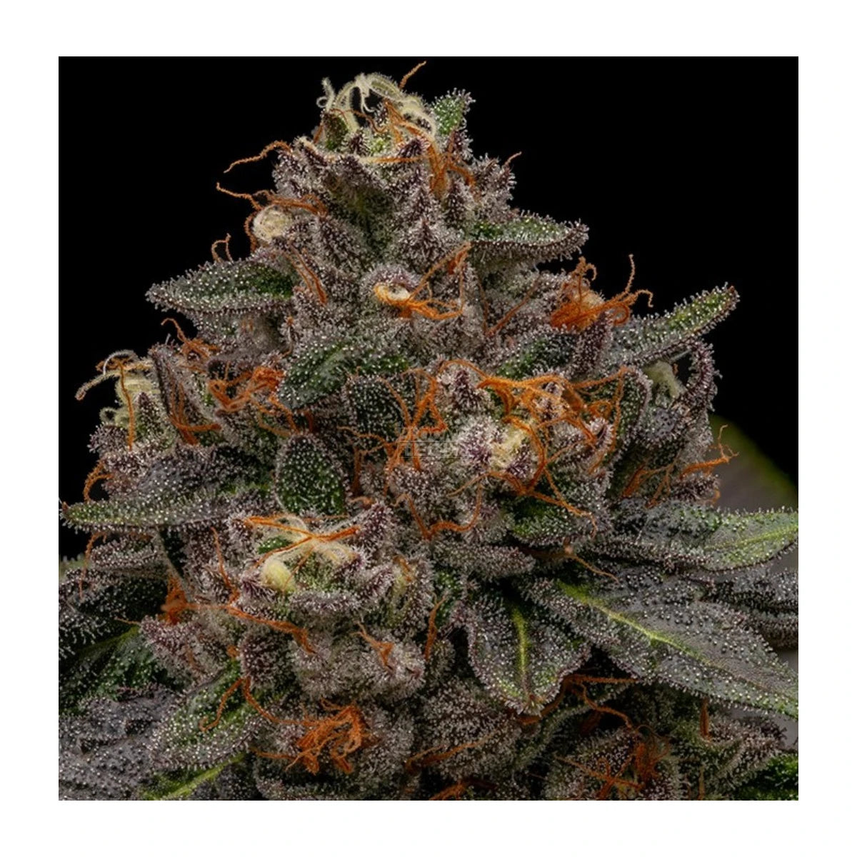 Ripper Seeds Korenji Fem 3St.