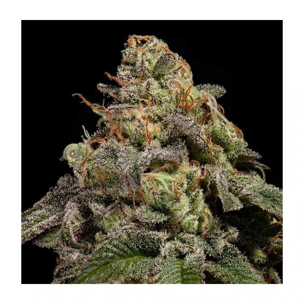 Ripper Seeds OMG Fem 3St.