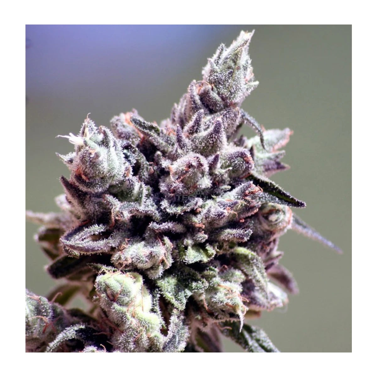 Ripper Seeds Washing Machine Fem 3St.